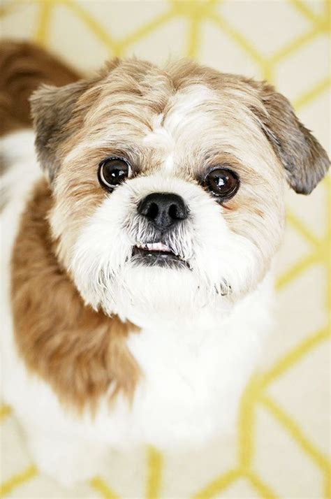 Shih Tzu Shitzu 西施犬 Chinese Lion Dog Chrysanthemum Dog Puppy