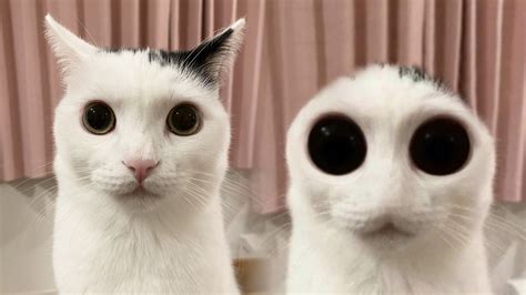 Gợi ý Chủ đề cho bài viết One eyed cat meme One eyed cat meme Những