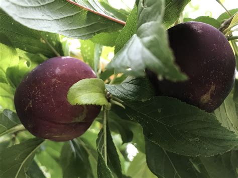 nadia sweet cherry x plum hybrid general fruit growing growing fruit