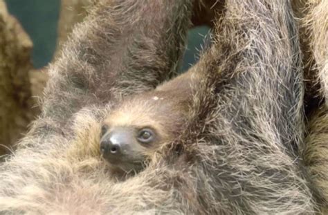 Zoo Babies Meet Wookiee The Most Adorable Baby Sloth From The Denver Zoo