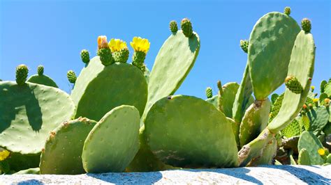 Flowering Cactus Free Stock Photo Public Domain Pictures