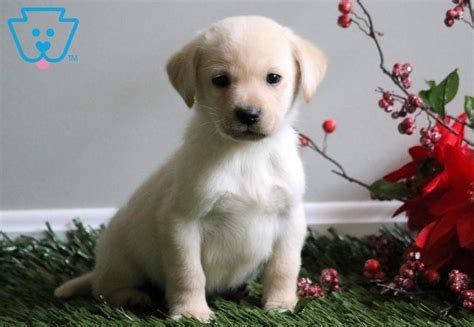 Puppyfind® provides a with thousands of labrador retriever puppies for sale and hundreds of labrador retriever dog. Peanut | Labrador Retriever - English Cream Puppy For Sale ...