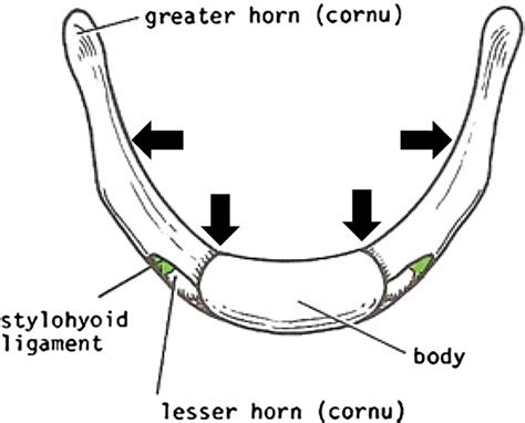 Hyoid Bone Anatomy Location Dislocation Fracture And Hyoid Bone Syndrome