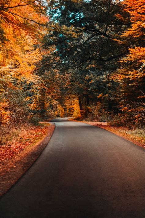Concrete Road And Autumn Trees Photo Free Road Image On Unsplash