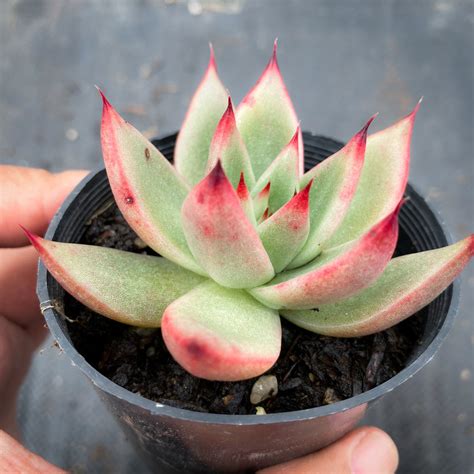 Echeveria Agavoides Gaya Let Love Grow Succulent And Cactus