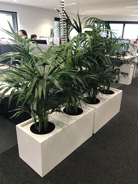 Large Indoor Plant Pots Melbourne Indoor Planters Melbourne