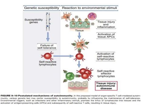 Mechanisms Of Autoimmunity Ppt