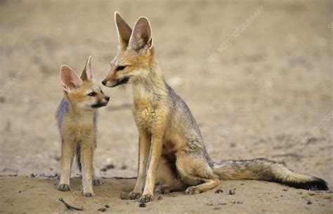 Cape Fox Mother And Cub Stock Image F0232487 Science Photo Library