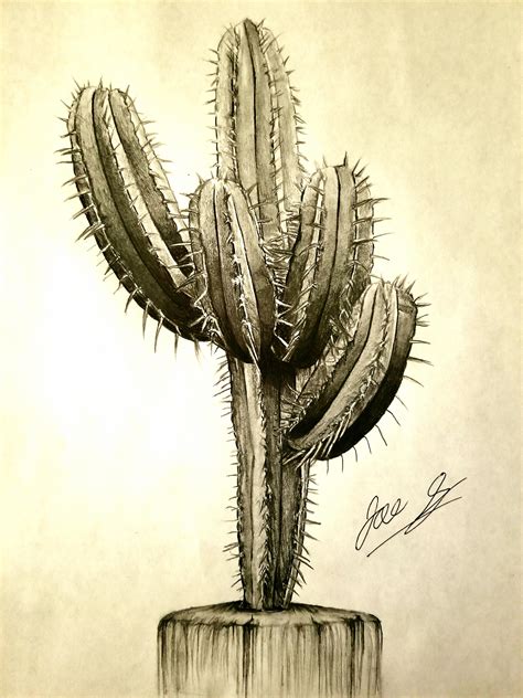 Realistic Cactus 85 × 11 Drawing
