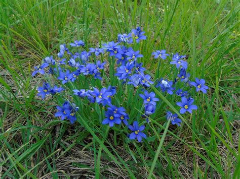 This native plant with small, delicate purple flowers can tolerate both sun and part shade. Wildflowers of Central Texas