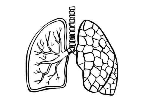 Free Lungs Outline Cliparts Download Free Clip Art Free