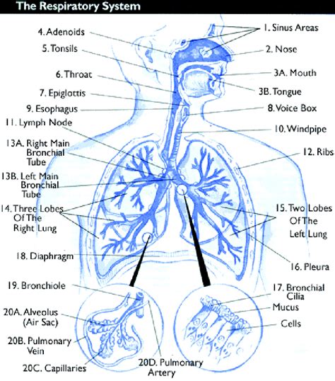The Respiratory System Diagram Labeled