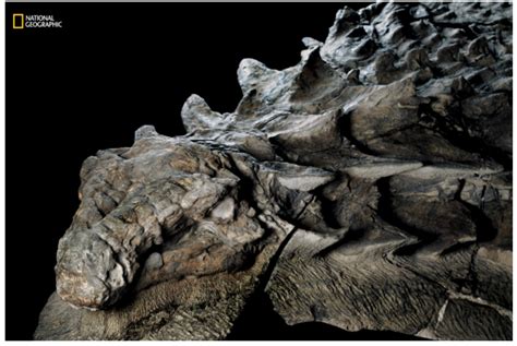 One Of The Best Preserved Dinosaur Fossils Ever Discovered Publicly Unveiled For First Time