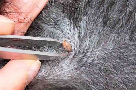 Hard Lump After Tick Bite On Dog Why It Happens Misfit Animals