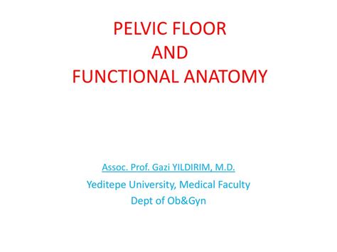 Pelvic Floor And Functional Anatomy Ppt Download