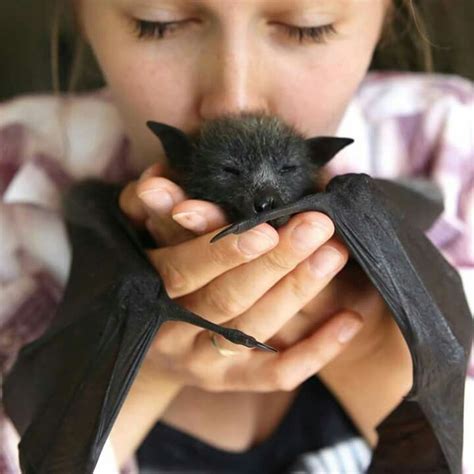 I Wanna Hold A Bat Animals Beautiful Cute Animals Bat