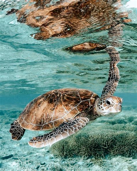 Save The Sea Turtles Baby Sea Turtles Cute Turtles Sweet Turtles