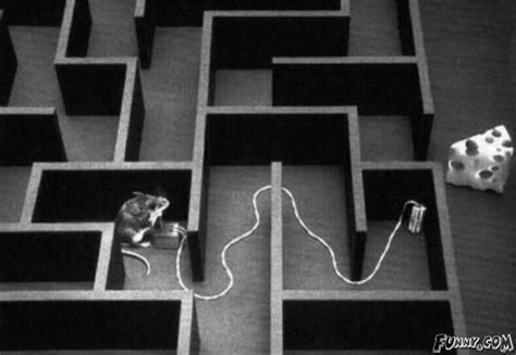 Smart Mouse In Maze Epic Fail Photos Job Fails Of Mice And Men