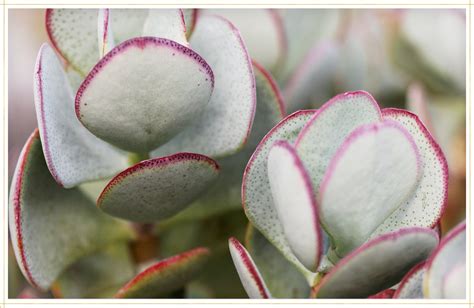 Jade Plant Care Guide Growing Info Tips Proflowers Blog