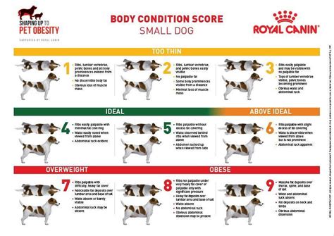 Body Condition Score Small Dogs