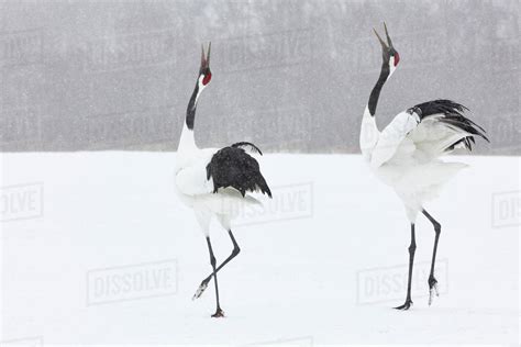 Red Crowned Cranes Grus Japonensis Standing In The Snow In Winter