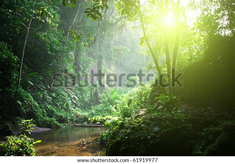 Rainforest Morning Sunlight Stock Photo Edit Now 61919977