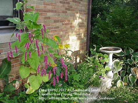 Variegated Kiss Me Over The Garden Gate Persicaria Orientalis Shiro