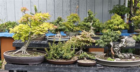 Meet Clive Taylor A Master Of Koto Hime Japanese Maple Propagation