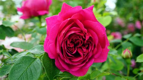 Pinke Rose · Kostenloses Stock Foto