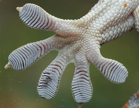 Tokay Gecko Gekko Gecko Toepad Geckskin