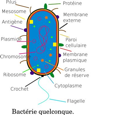 Image genetique-6 : Clipart - Bact�rie - Bacteria
