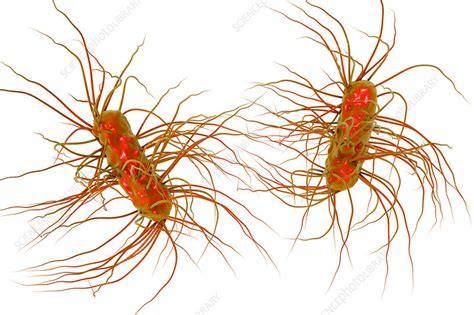 Escherichia Coli Bacteria Illustration Stock Image F0172420