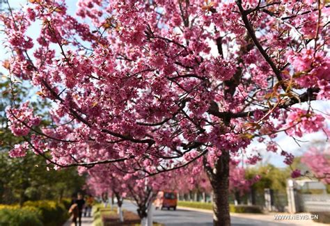 Breathtaking Scenery Of Winter Cherry Blossom In Kunming16