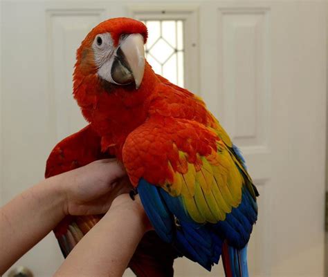 macaw tamed and dna tested scarlet macaw parrots birds for sale price