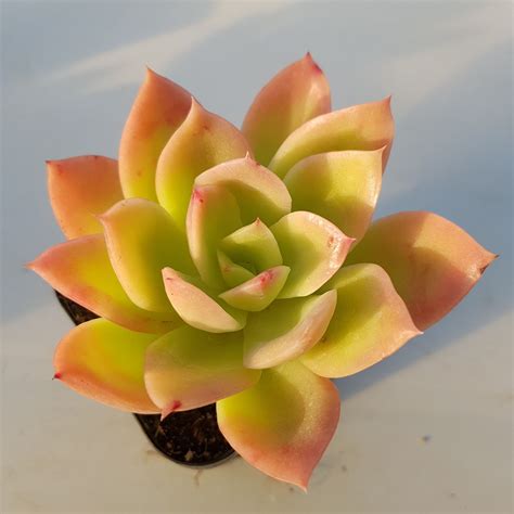 Echeveria Golden Glow Echeveria Succulents Cactus Garden