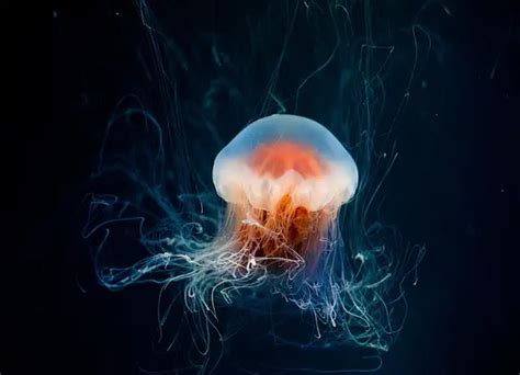 100 Mind Blowing Facts About Jellyfish Biology Ecology And More