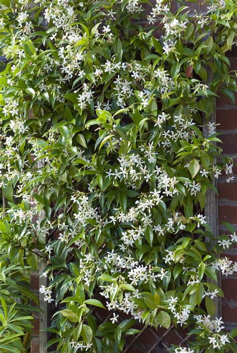 The longer i garden, and the lower maintenance i want my garden to be, the more flowering shrubs i plant. Add These Gorgeous Flowering Vines to Your Yard | Tuin ...