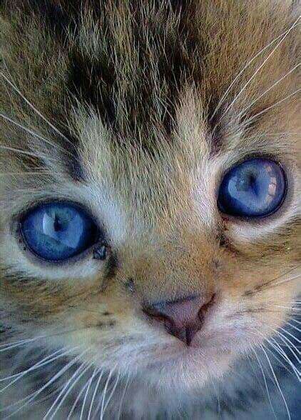 Look Into My Eyes 😽 Cute Cats Kittens Cutest Pretty Cats