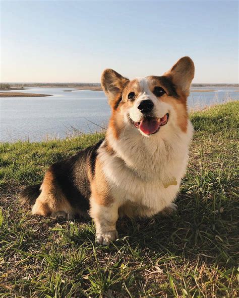 7 Interesting Facts About Corgis That You Did Not Know Petpress