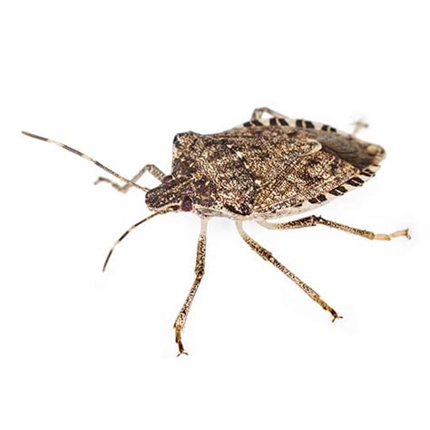 Maycintadamayantixibb How To Get Rid Of Stink Bugs In Your Home