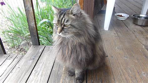 Adopt Fluffy A Gray Blue Or Silver Tabby Norwegian Forest