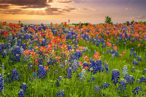 Texas Bluebonnets And Indian Paintbrush Wildflower Field Blooming In