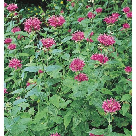 Bee balm thrives in full sunshine. 2-Quart Grand Marshall Bee Balm (LW03411) at Lowes.com
