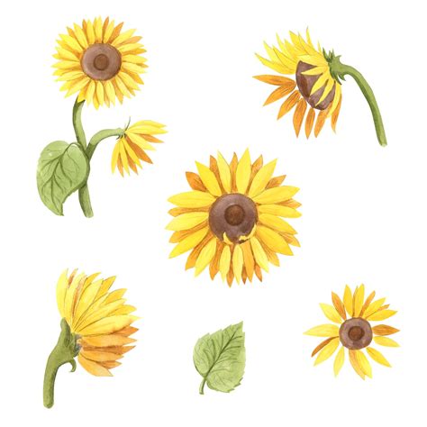Premium Vector Watercolor Sunflower Botanical Illustration