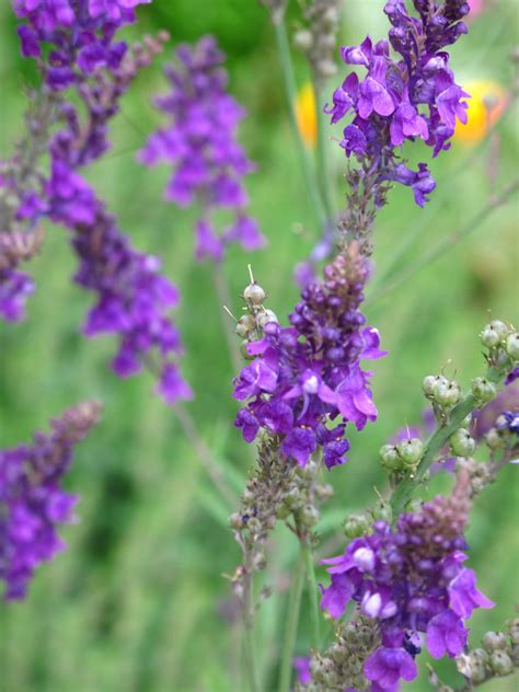 Purple Toadflax Linaria Purpurea Organic Flower Seeds 01 Etsy