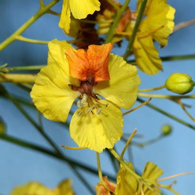 The palo verde is bare most of the year, providing nesting habitat for the birds, and wispy cover for people. Parkinsonia aculeata - Jerusalem Thorn, Mexican Paloverde ...