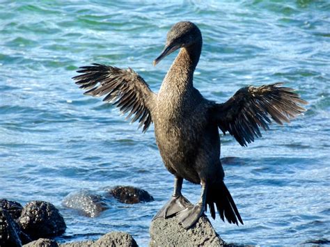Flightless Cormorant Galapagos Islands Species And Wildlife