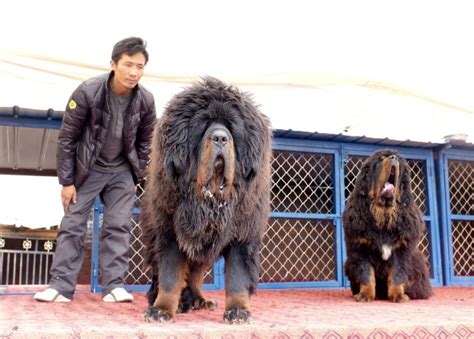 Giant Tibetan Mastiff