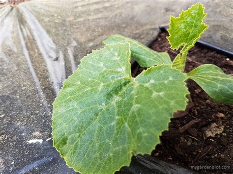 Just one plant will do zucchini plants yield a large harvest, producing abundant amounts for several months. How To Grow Zucchinis | Tips On Planting And Growing ...