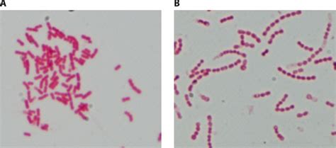 Coccobacilli Gram Negative Bacteria
